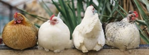 Birds