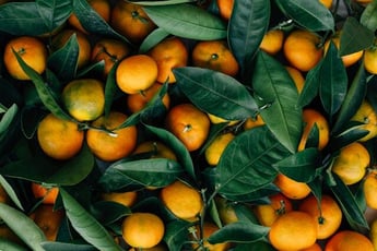 citrus - erol-ahmed-_MYcIi9DgYQ-unsplash