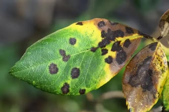 diseased - istockphoto-2162522340-612x612