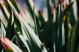 flax - jake-weirick-Qlr_uzvlJMk-unsplash