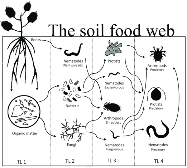 microbiology2 - the soil food web