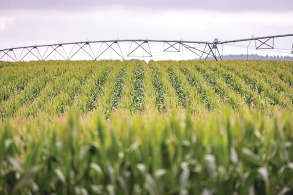 microbiology3 - maize silage crops