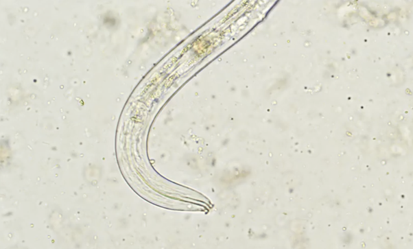microbiology6