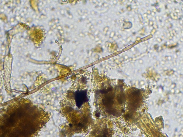 microbiology7