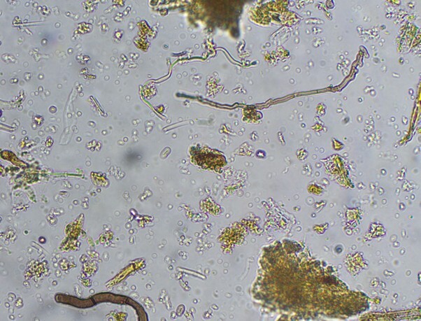 microbiology8