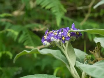 pests - istockphoto-woolly-nightshade