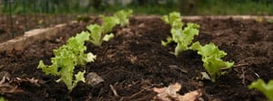 ICAW - journey of composting (1)