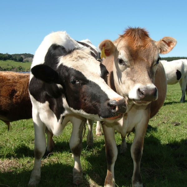 Farm 1