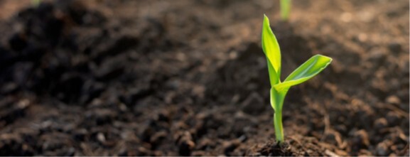 Soil plant